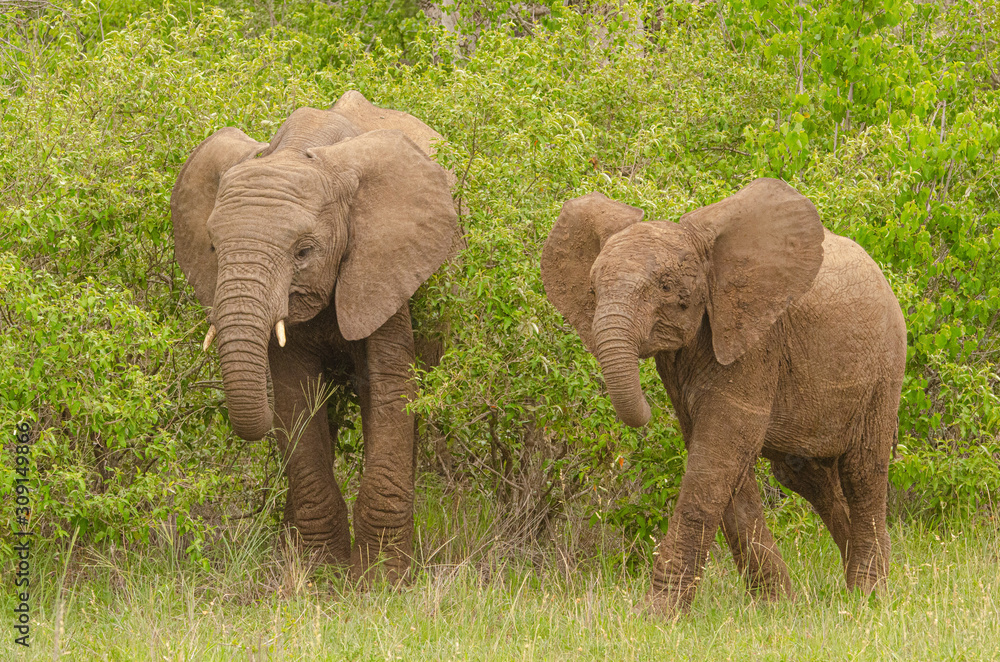Fototapeta premium Elephant