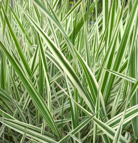 Canvas Print Striped green grass Variegated Sedge 'Ice Dance' (Carex morrowii, foliosissima) with dew drops
