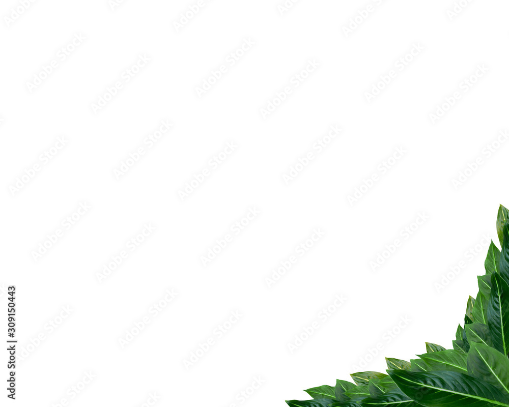Leaf photo frame on a white background. Leaf wallpaper. Leaf photo frame on a white background. Leaf wallpaper.