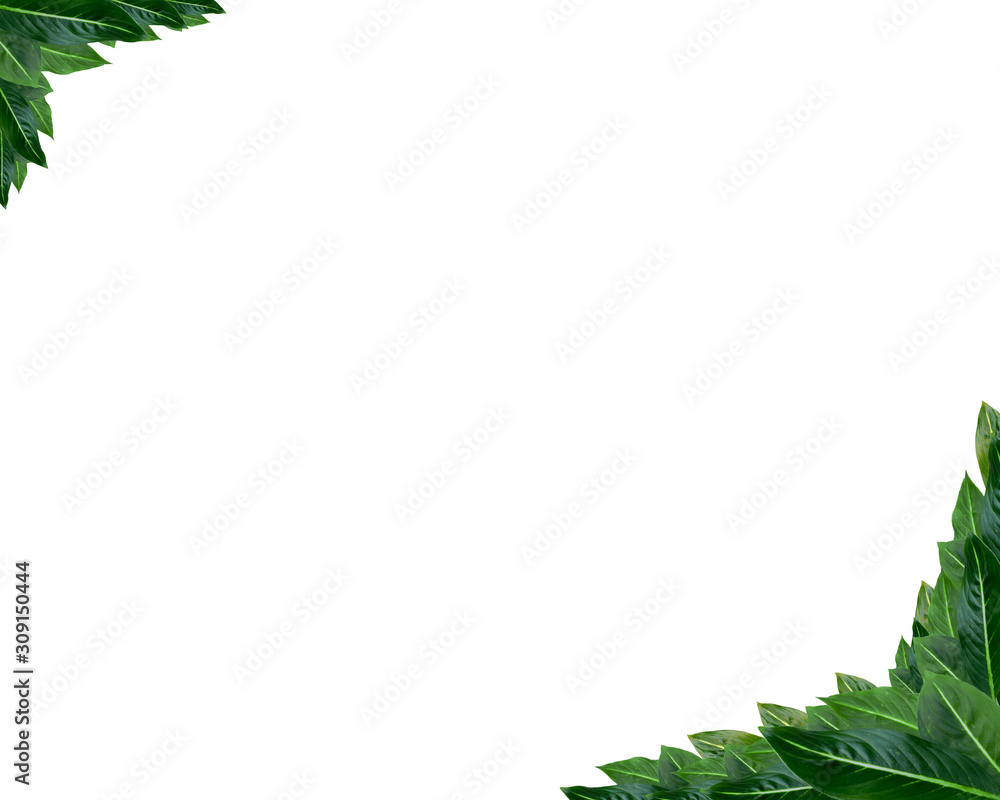 Leaf photo frame on a white background. Leaf wallpaper. Leaf photo frame on a white background. Leaf wallpaper.