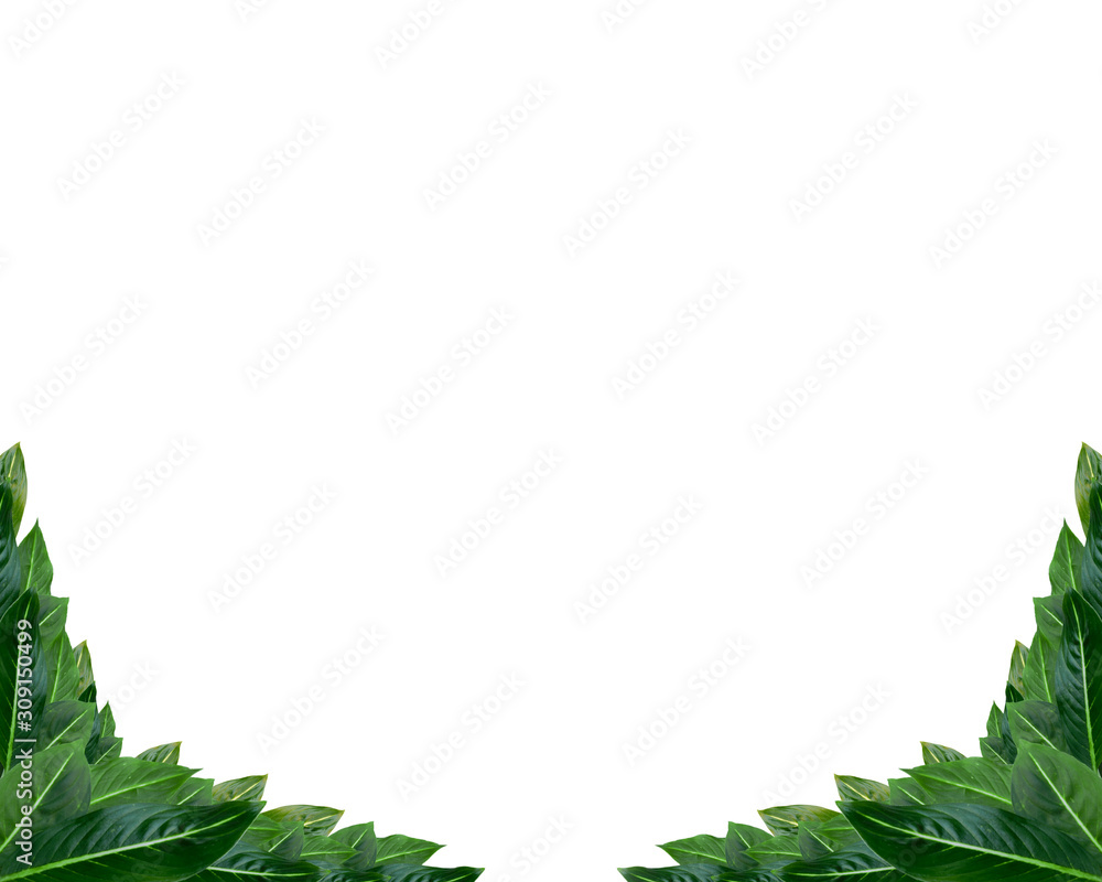 Leaf photo frame on a white background. Leaf wallpaper. Leaf photo frame on a white background. Leaf wallpaper.