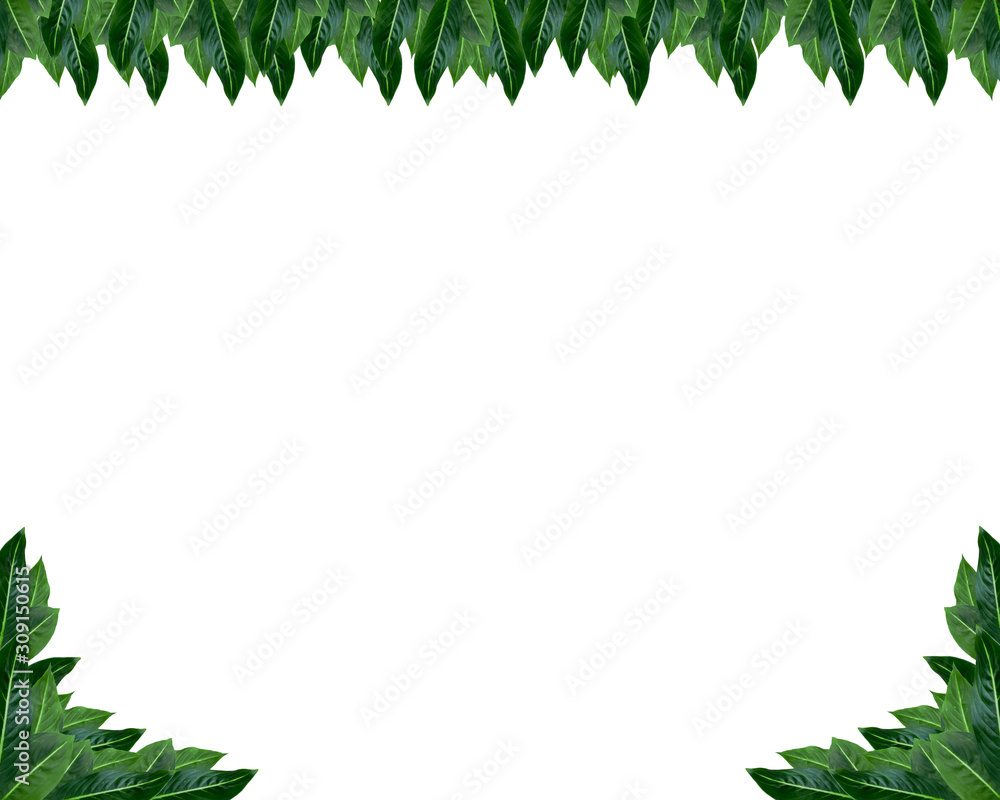 Leaf photo frame on a white background. Leaf wallpaper. Leaf photo frame on a white background. Leaf wallpaper.