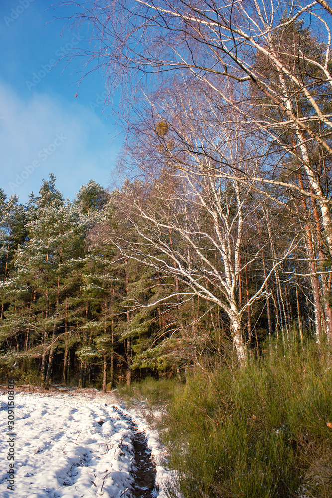 Winter landscape with the edge of the forest, birches and a strip of snow on the field. Winter landscape with the edge of the forest, birches and a strip of snow on the field.