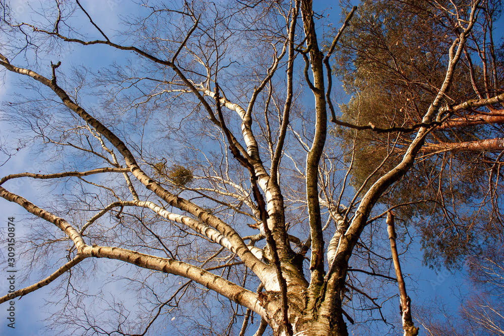 Natural background with birch branches and blue sky. Natural background with birch branches and blue sky.