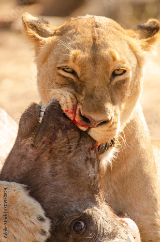 Lioness kill