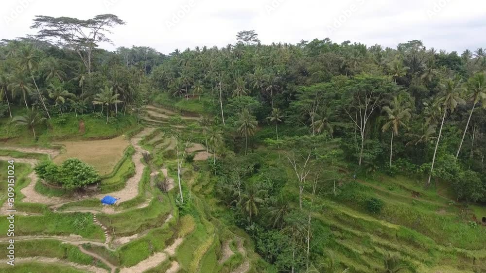Dry paddy rice field on the hills in the jungle of Indonesia, aerial shot, 4k Dry paddy rice field on the hills in the jungle of Indonesia, aerial shot, 4k