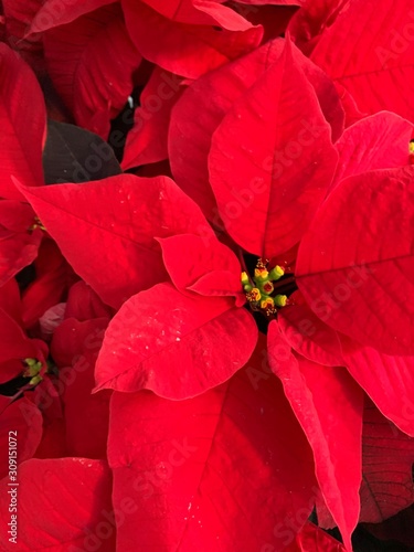 Vertical flower head Christmas 