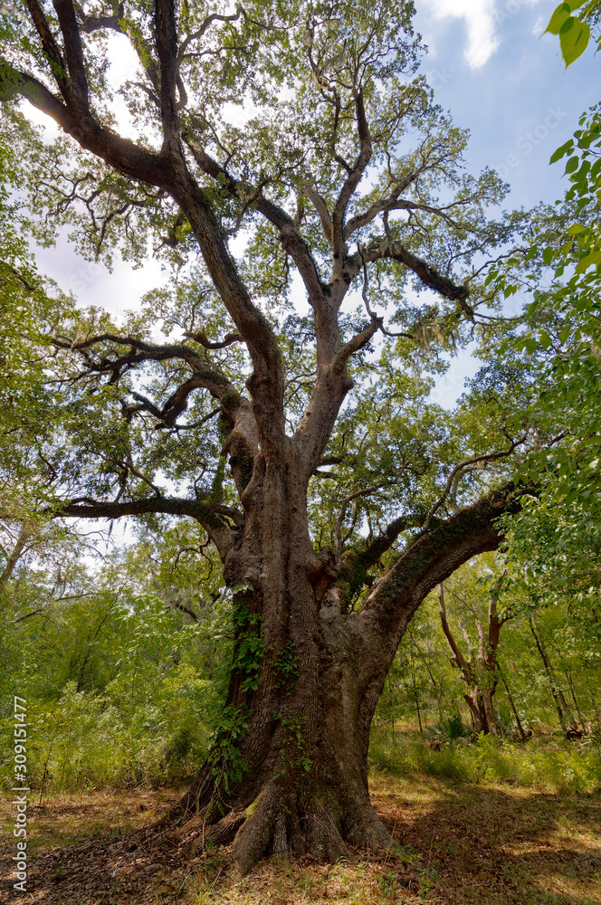 A Live Oak Tree in the woodland area of the Brazos Bend State Park, with its long gnarled branches reaching through the canopy.