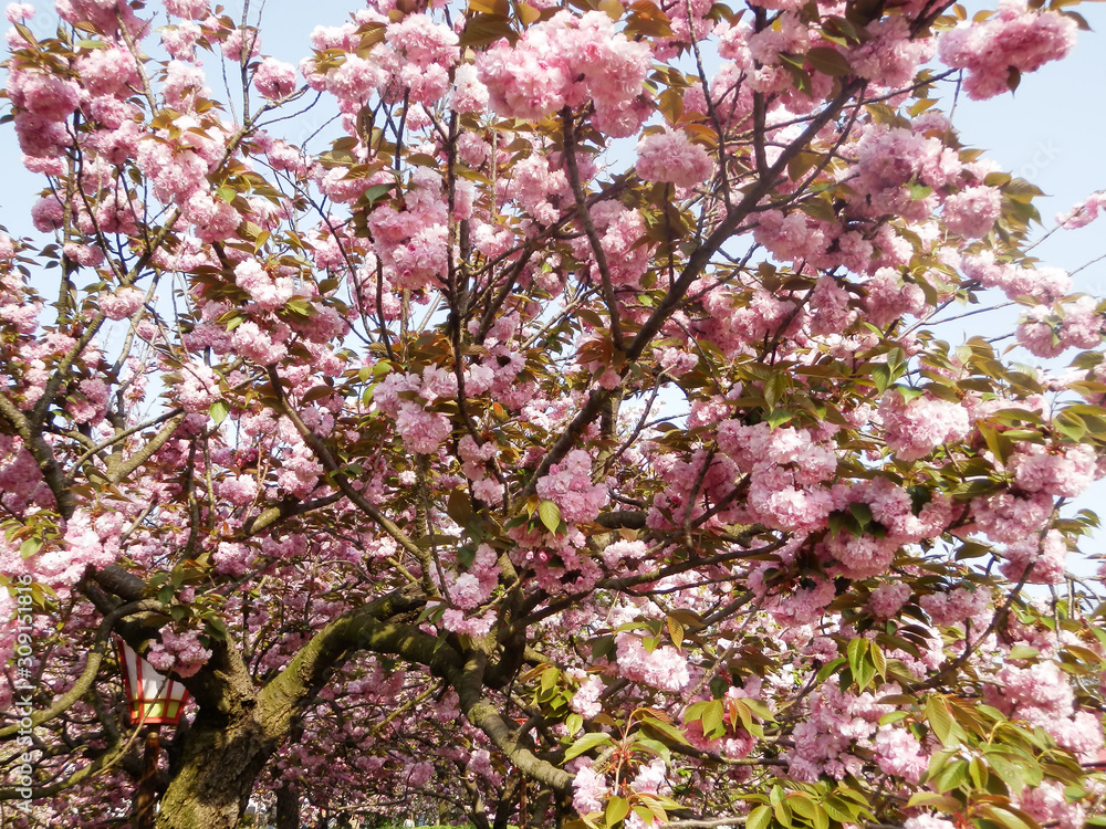 満開の桜 八重桜 お花見 造幣局の通り抜け 写真 満開の桜 八重桜 お花見 造幣局の通り抜け 写真