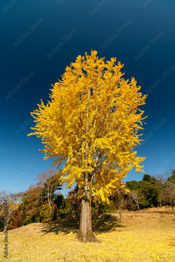 Naklejka premium 青空バックのイチョウの木