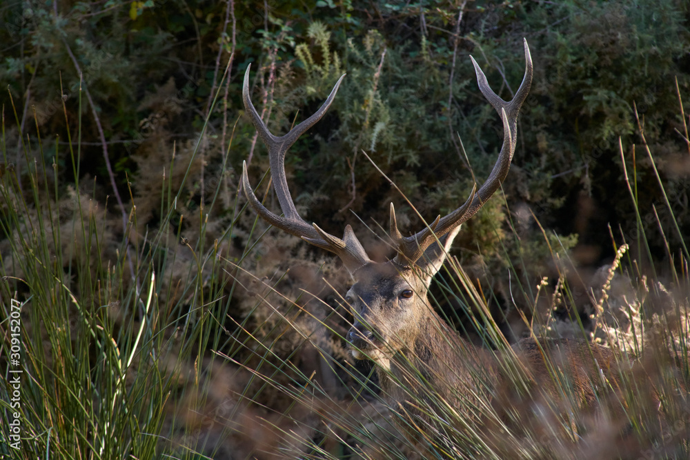 Naklejka premium Stag male in the Sierra de las Nieves, Malaga.