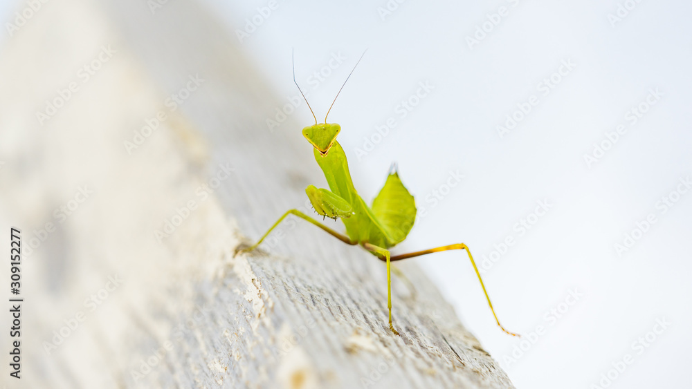 Close up of green mantis ( Mantis religiosa ) Sochi, Russia Close up of green mantis ( Mantis religiosa ) Sochi, Russia