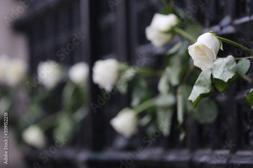 White roses at Westminster left in honour of a slain policeman photo