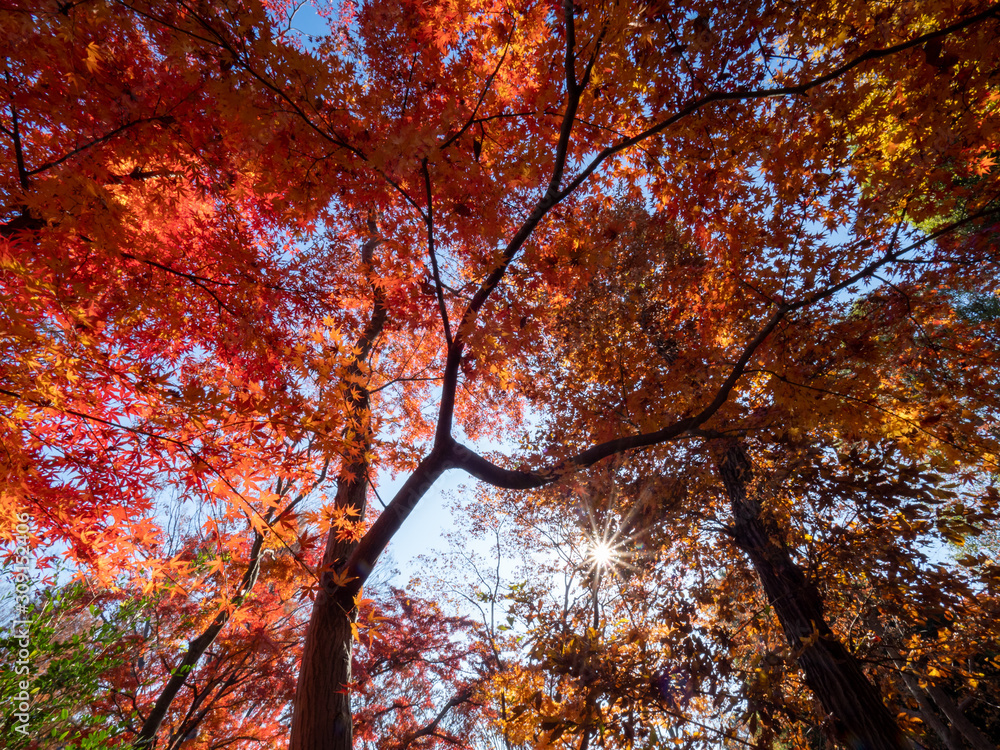 紅葉の風景 紅葉の風景