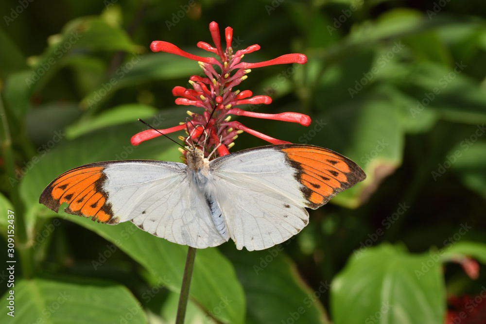 ツマベニチョウ Images – Browse 62 Stock Photos, Vectors, and Video