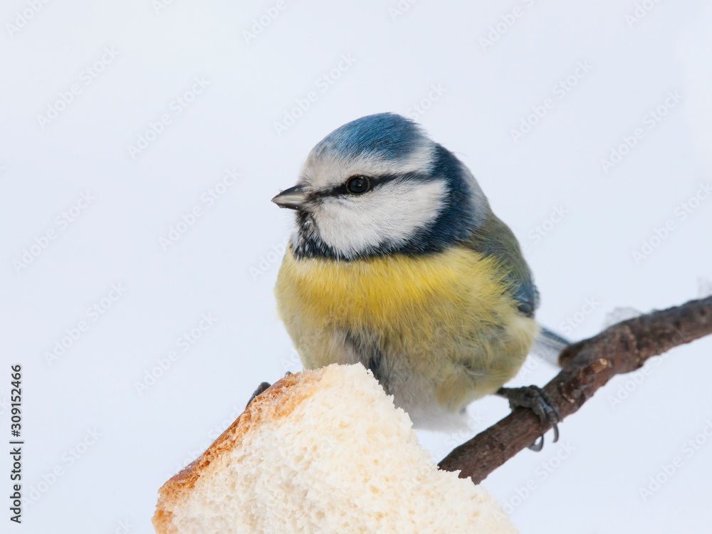 Fototapeta premium Blue tit cyanistes caeruleus eating bread in winter. Cute little bright colorful park bird in wildlife.