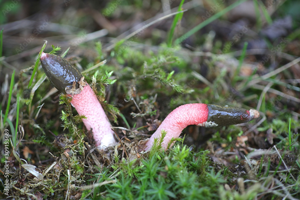 Mutinus ravenelii, known as the red stinkhorn fungus, wild mushrooms from Finland Mutinus ravenelii, known as the red stinkhorn fungus, wild mushrooms from Finland