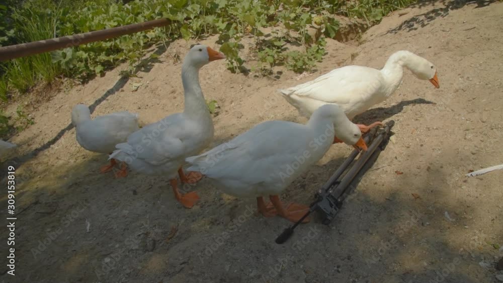 Geese during a walk found a tripod on the squeak of a photographer and try it to taste. Geese during a walk found a tripod on the squeak of a photographer and try it to taste.