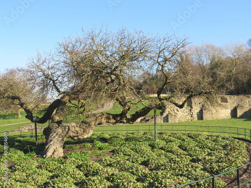 Mulberry Tree
