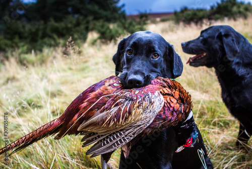 Dog posing with dead male pheasant in the mouth, Aviemore, Scotland, UK