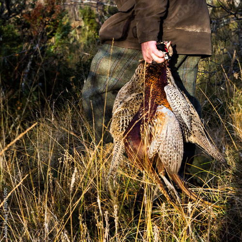 Dead pheasants holding by a hunter, Aviemore, Scotland, United Kingdom.