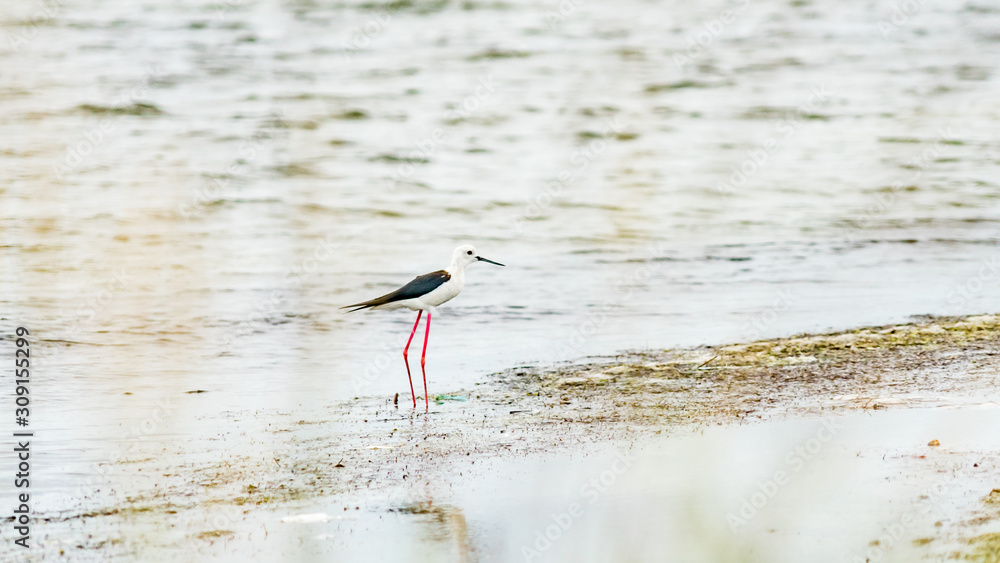 Black-Winged Stilt bird in shallow water (Himantopus himantopus) Anapa, Russia. Black-Winged Stilt bird in shallow water (Himantopus himantopus) Anapa, Russia.