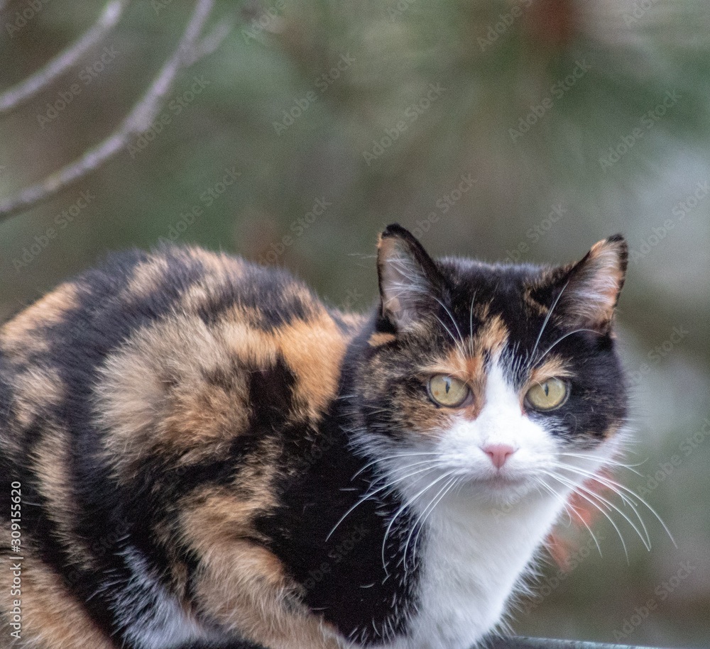 Katze dreifarbig. Katze Julie im Winter, an einem nebligen Tag, nach dem Regen auf der Terrasse. Birke im Hintergrund