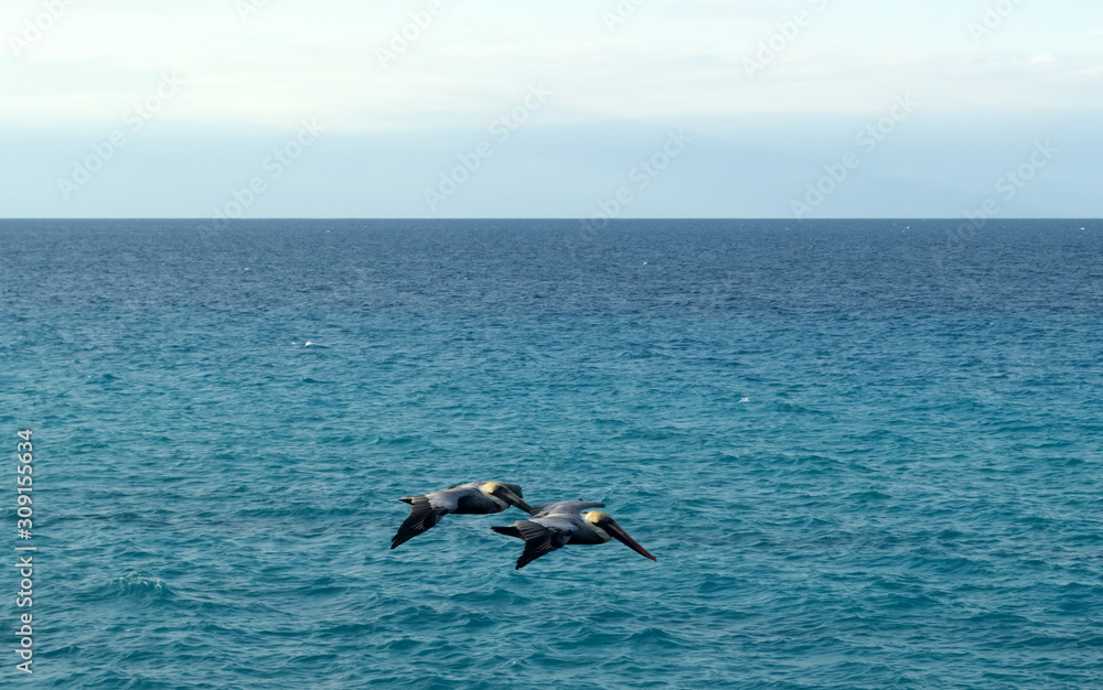 Two pelicans fly against the background of bright blue water. Atlantic ocean. Varadero, Cuba Two pelicans fly against the background of bright blue water. Atlantic ocean. Varadero, Cuba