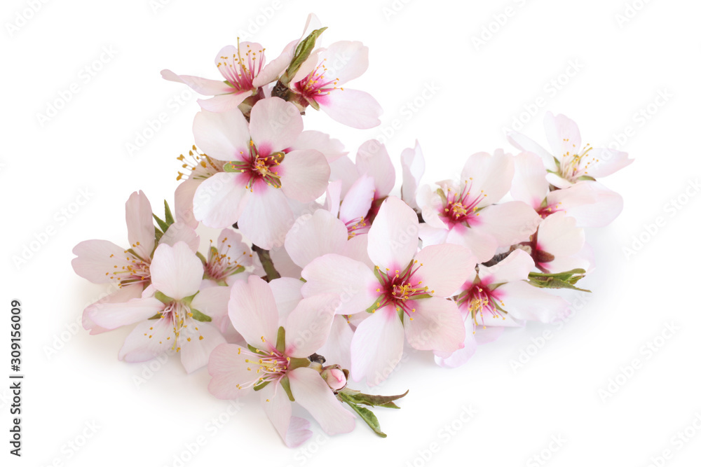 Cherry blossom branch