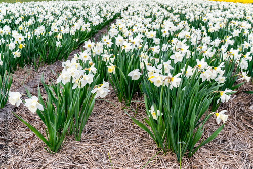 Obraz na płótnie White daffodils flower fields in the Netherlands