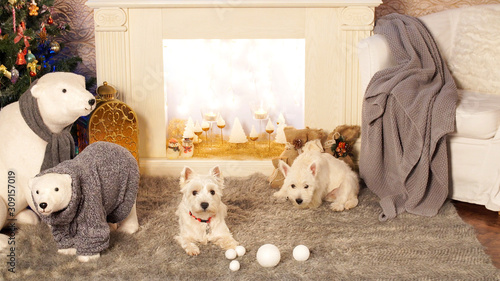 West highland white terrier dogs waiting for Christmas. photo