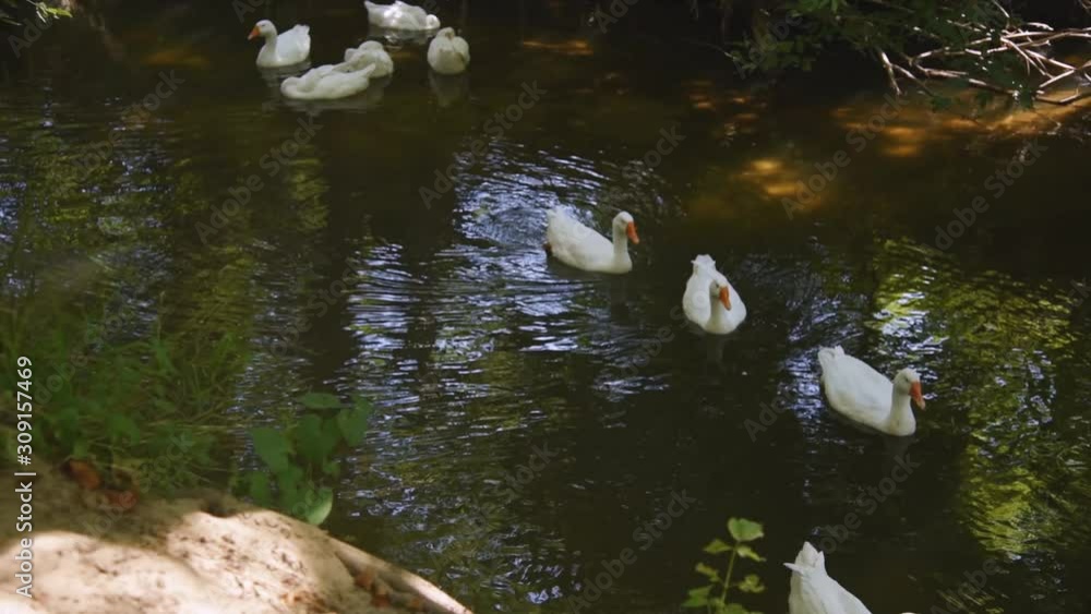 A group of white geese floats on the river. Poultry bathes and swims in the water in the village on a sunny day A group of white geese floats on the river. Poultry bathes and swims in the water in the village on a sunny day
