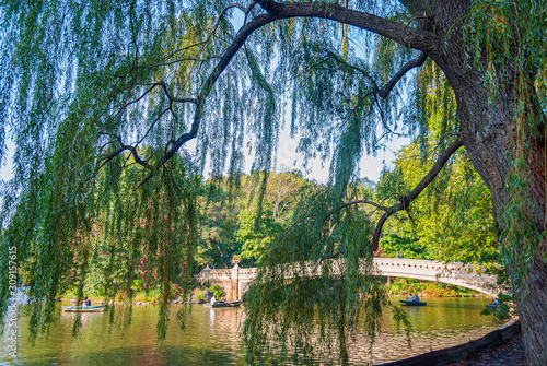 Weeping Willow Central Park