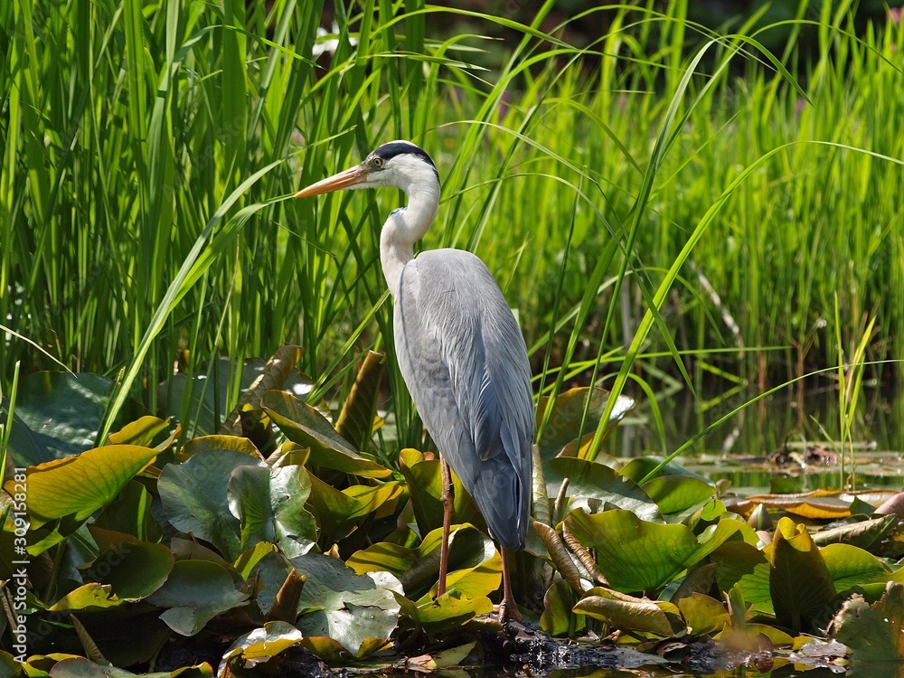 Grey heron bird catching fish in a lake Grey heron bird catching fish in a lake