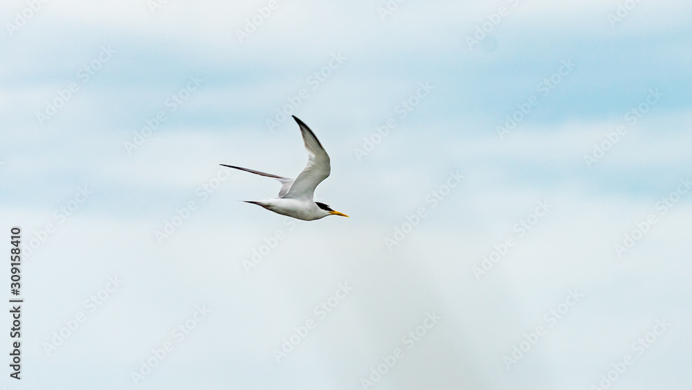Bird is flying in a blue sky, Anapa, Russia. Bird is flying in a blue sky, Anapa, Russia.