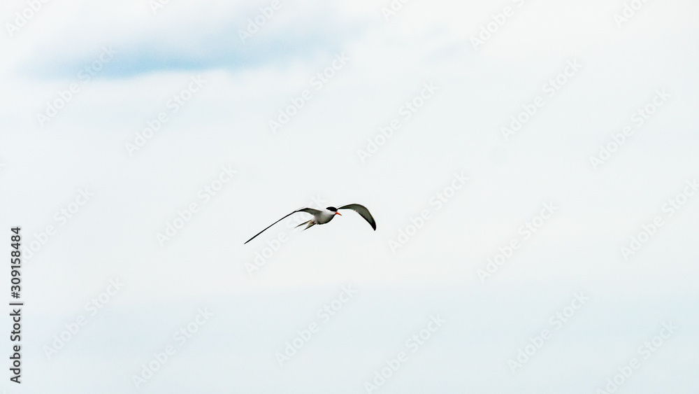 Bird is flying in a blue sky, Anapa, Russia. Bird is flying in a blue sky, Anapa, Russia.