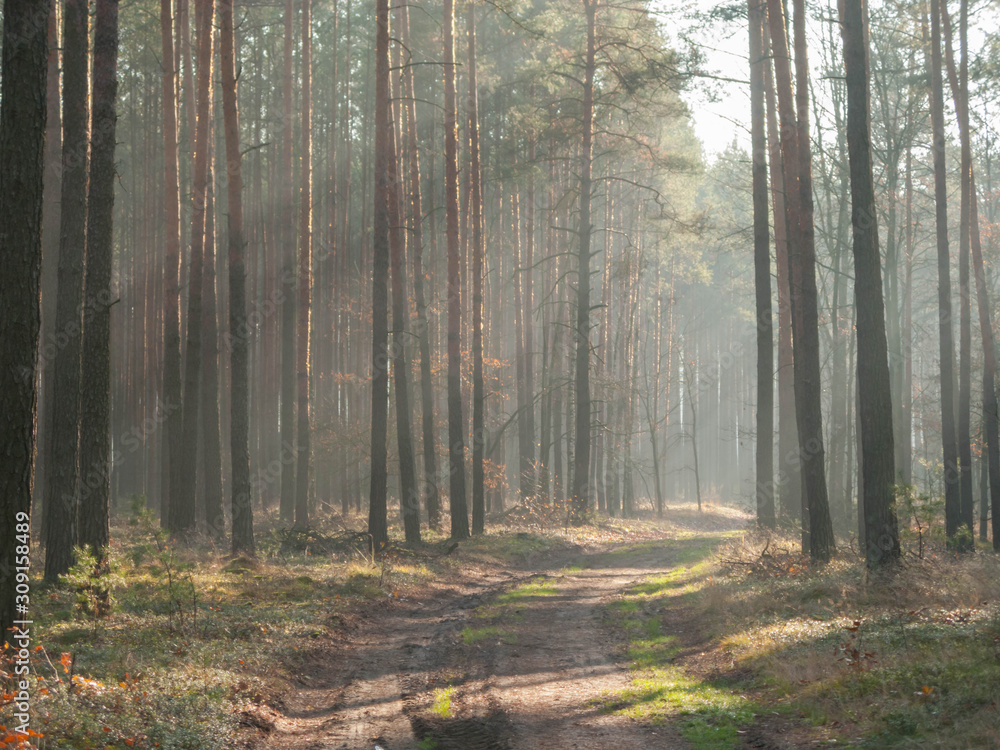 Fototapeta premium Mglisty, listopadowy poranek w lesie.