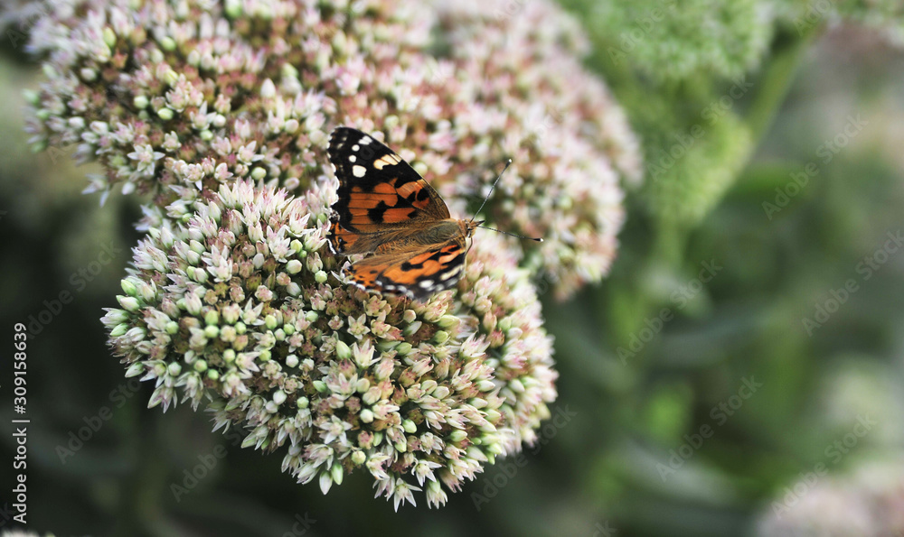 Butterfly on flower. Spring time concept.