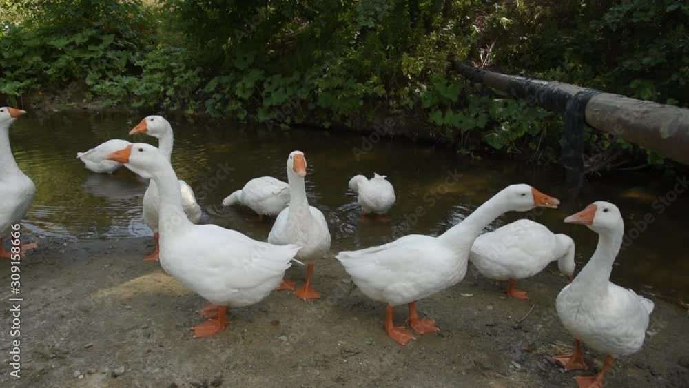 Animals eat plastic. Domestic geese on the river bank pinch a black ribbon wrapped around a pipe Animals eat plastic. Domestic geese on the river bank pinch a black ribbon wrapped around a pipe