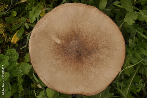 Schilderij op canvas A mushroom is growing on the grass