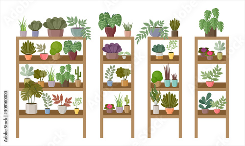 Shelves and racks with home plants and flowers. Vector illustration