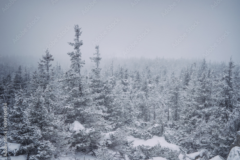 Obraz premium Snowfall in the endless taiga, cloudy weather and fog