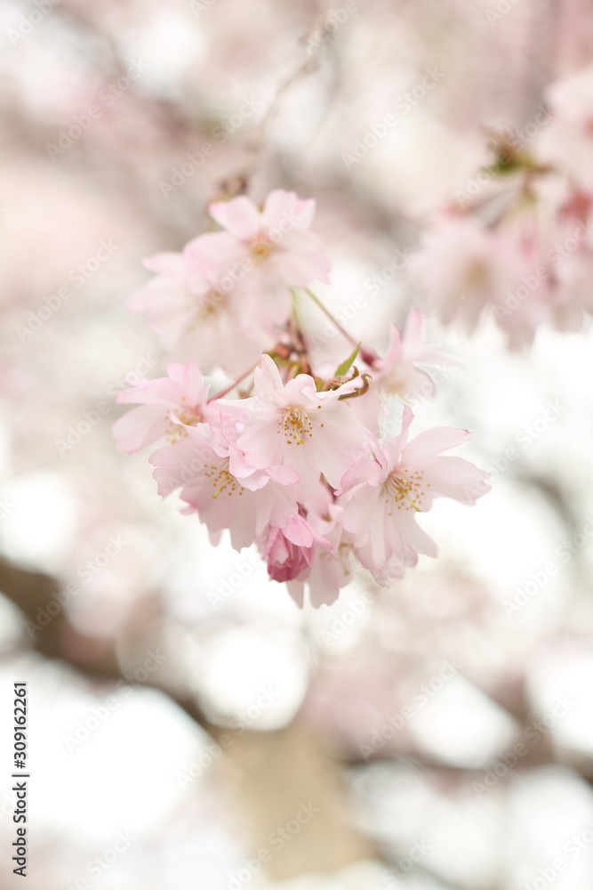 Fototapeta premium Beautiful pink cherry blossom