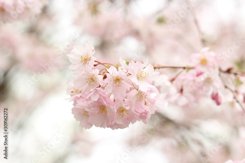 Beautiful pink cherry blossom © kwanbenz