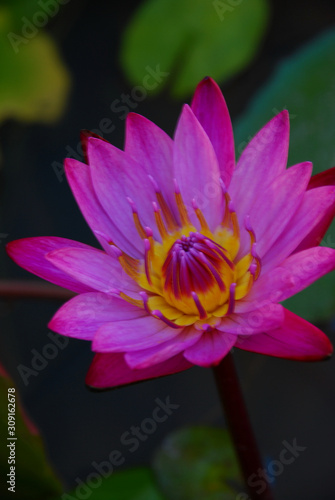 Pink lotus flower with yellow pollen with blurry green leaves background.