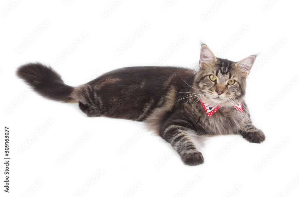 Obraz premium Big tabby Maine Coon cat isolated on white background