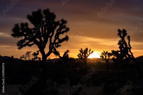 silhouette of a tree at sunset