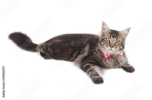 Big tabby Maine Coon cat isolated on white background