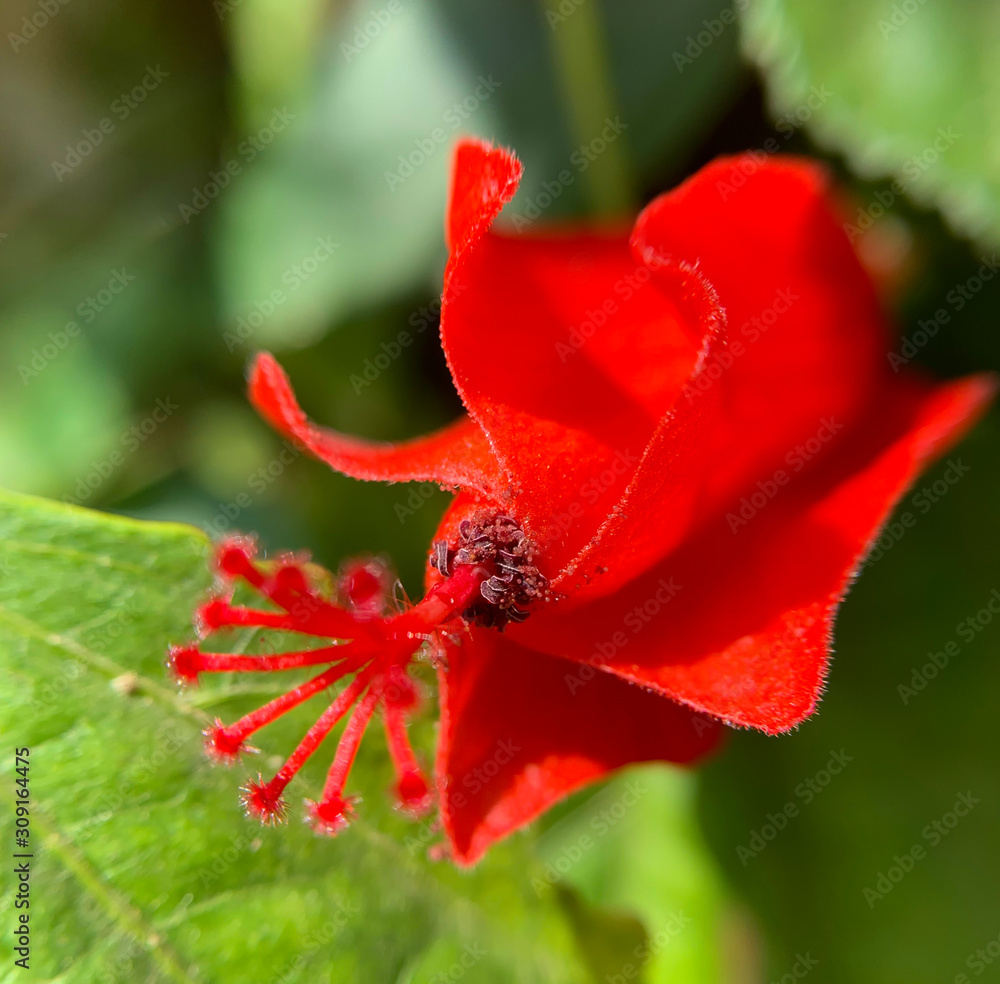 Red Hibiscus Flower closeup (lat.- Hibiscus) Red Hibiscus Flower closeup (lat.- Hibiscus)