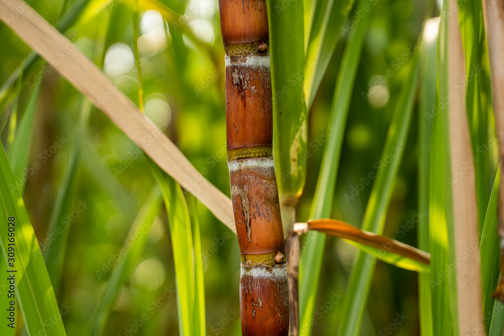 Sugarcane planted to produce sugar and food. Food industry. Sugar cane